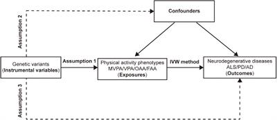 Physical activities and risk of neurodegenerative diseases: A two-sample Mendelian randomization study